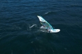 Gecko 156 HRS - 2022 